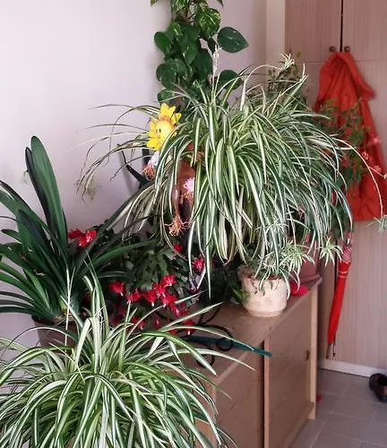 Апартаменти Silvana