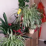 アパート Silvana