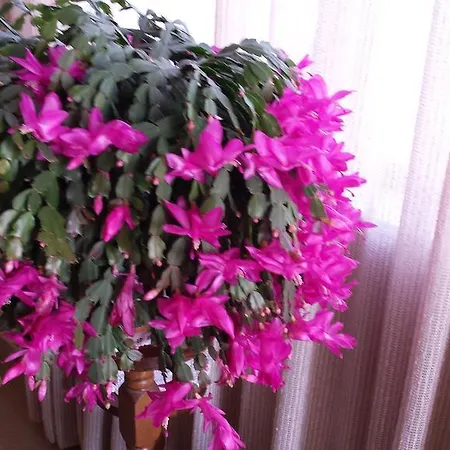 Silvana Appartamento