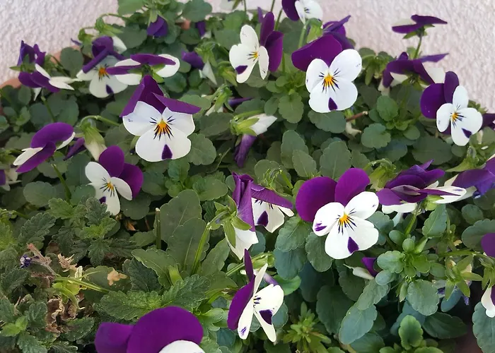 Silvana Appartement *